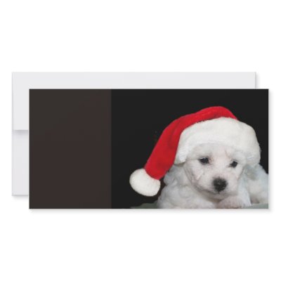Bichon Frise Christmas Photo Greeting Card by deemac1