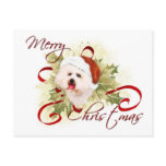 Bichon Frise Christmas Postcards