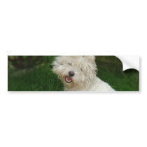 Bichon Frise Dog Bumper Sticker