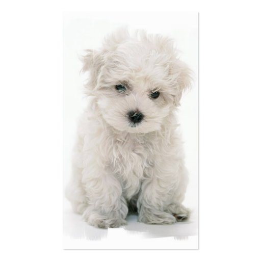 Bichon Frise Dog Business Card (back side)