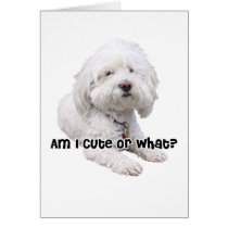 Bichon Frise Dog Greeting Card