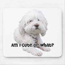 Bichon Frise Dog Mouse Pads
