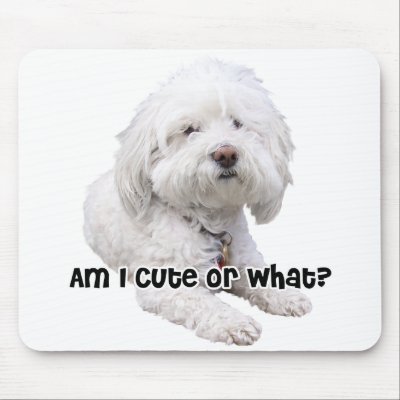Bichon Frise Dog Mouse Pads by ironydesignphotos