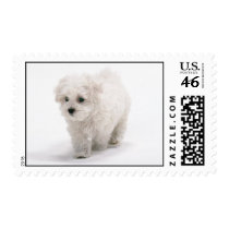 Bichon Frise Dog Postage Stamp