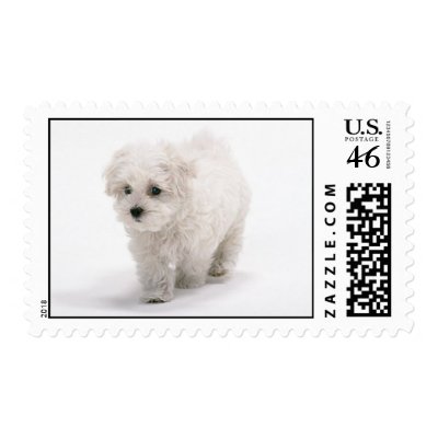 Bichon Frise Dog Postage Stamp by DogPoundGifts