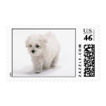 Bichon Frise Dog Postage Stamp