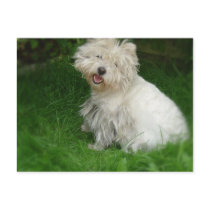 Bichon Frise Dog Postcard