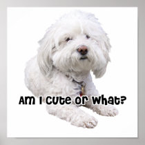 Bichon Frise Dog Poster