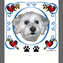 Bichon Frise Dog