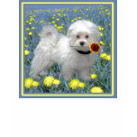 Bichon Frise Enjoys Romping in Dandylions