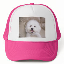 Bichon Frise Hats
