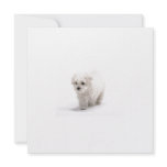 Bichon Frise Invitation