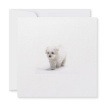 Bichon Frise Invitation