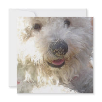 Bichon Frise Invitation