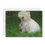 Bichon Frise Invitations