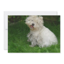 Bichon Frise Invitations