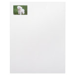 Bichon Frise Letterhead