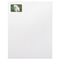 Bichon Frise Letterhead