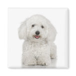 Bichon Frise Magnet