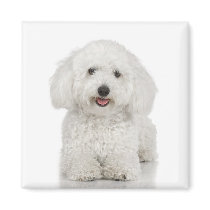Bichon Frise Magnet