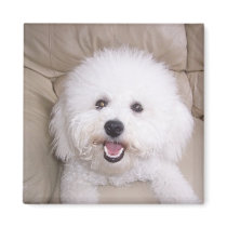 Bichon Frise Magnet