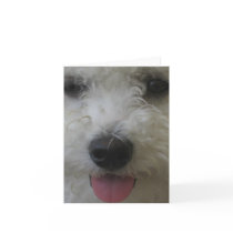 Bichon Frise - Notecard