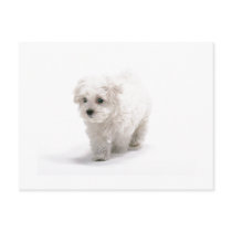 Bichon Frise Photo Postcard