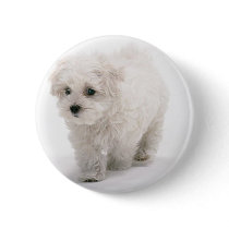 Bichon Frise Photo Round Button