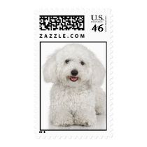 Bichon Frise Stamps