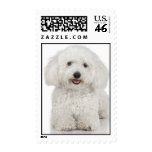Bichon Frise postage