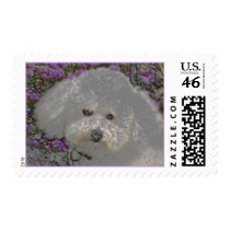Bichon Frise Postage