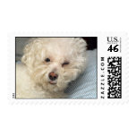 Bichon Frise postage