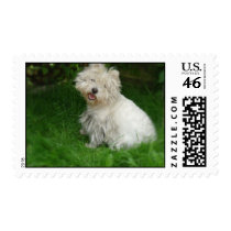 Bichon Frise Postage Stamp
