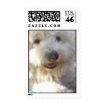 Bichon Frise Postage Stamp