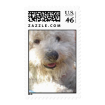 Bichon Frise Postage Stamp
