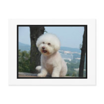 Bichon Frise Postcards