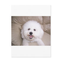 Bichon Frise Postcard