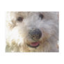 Bichon Frise Postcard