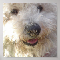 Bichon Frise Poster Print