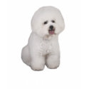 Bichon Frise Precious Ladies T-Shirt