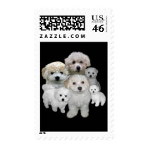 Bichon Frise Puppies Postage Stamp