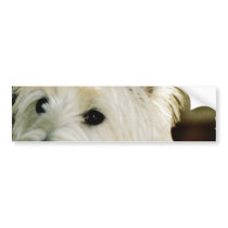 Bichon Frise Puppy Bumper Sticker