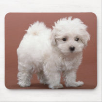Bichon Frise Puppy Cards, Postage, Gifts Mouse Pads