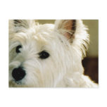 Bichon Frise Puppy Postcard