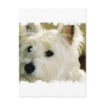 Bichon Frise Puppy Postcard