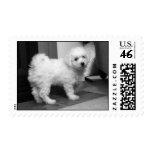 Bichon Frise Puppy Stamp
