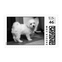Bichon Frise Puppy Stamp