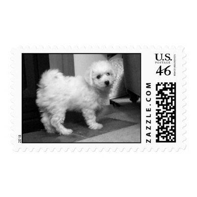 Bichon Frise Puppy Stamp by luvsack