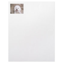 Bichon Frise Smiling Letterhead