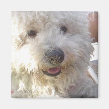 Bichon Frise Square Magnet